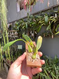 Image result for Bulbophyllum saltatorium