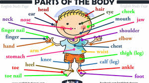 ⬤ flashcards exercise about body parts. Parts Of Human Body English Study Page