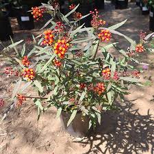 Image result for Asclepias curassavica