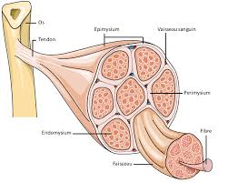 Otot menyebabkan pergerakan suatu organisme ataupun pergerakan dari organ dalam fascia merupakan jaringan ikat gabungan dari jaringan fibrus dan areolar dapat membungkus dan menghimpun otot menjadi satu. Ciri Ciri Otot Polos Lurik Jantung Secara Lengkap Pinterkelas