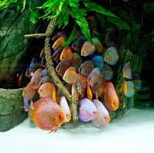 Black And White Heniochus Diskusfische Diskusfutter Diskus Und Aquaristik Informationen Discus Fish Tropical Freshwater Fish Discus Aquarium