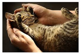 Berwick veterinary hospital are excited and proud to offer premium veterinary care for all of your companion pets. Family Vet For Your Family Pets Family Pet Centre