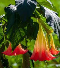 Image result for durman obecný květ