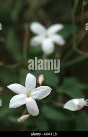 Image result for Jasminum sp. A
