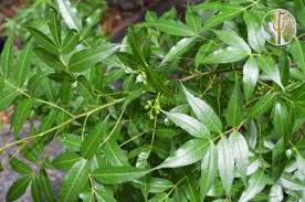 Image result for Burseraceae