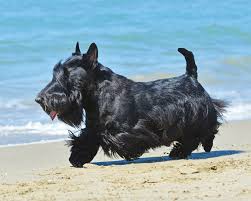 Image result for scottish terrier
