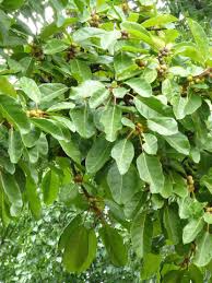 Image result for Ficus lutea