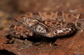 Image result for Bothrops asper