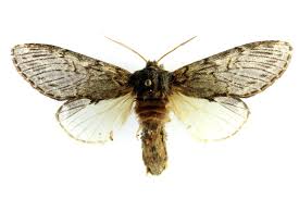 Image result for Peridea anceps