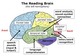 How The Brain Learns To Read Keys To Literacy Brain Learning Learn To Read Temporal Words
