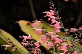 Garden bushes with pink flowers. Six Pink Blooming Shrub Varieties That Will Bathe Your Garden In Soft Colors
