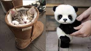 Cute Baby Animals Videos Compilation Cute Moment Of The Animals Cutest Animals 4 Animalvideos Animals Baby Animal Videos Baby Animals Funny Cute Cats