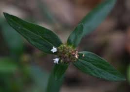 Image result for Spermacoce deserti