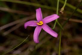 Image result for Chironia