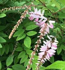 Image result for Indigofera kirkii