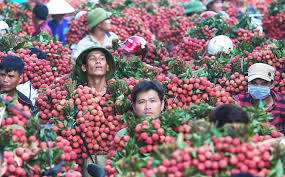 Đáng chú ý, vải thiều bắc giang trong mùa vụ năm nay đã được mở rộng tiêu thụ ở cả thị trường trong nước và quốc tế. Váº£i Thiá»u Lá»¥c Ngáº¡n Báº¯c Giang Gia Tá»'t Ma Ä'áº¹p NgÆ°á»i Dan Láº¯p Camera Trong VÆ°á»n