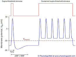 Frequency Coding In The Nervous System Neuronal Action Potential Physiologyweb