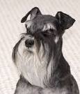 Schnauzer Rescue ― ADOPTIONS