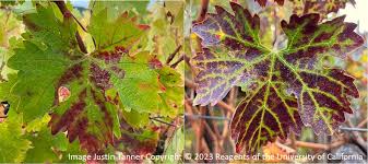 Image result for Grapevine leafroll virus
