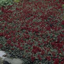 10 flowering ground cover plants for your garden. Acaena Microphylla Seeds Ground Cover Plant Seeds