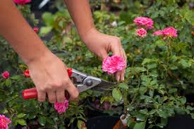 Pruning is an important and necessary step in growing roses. How To Prune Roses In 9 Steps