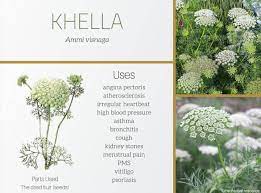 Botany Clinic Khella Ammi Visnaga Uses And Benefits Facebook