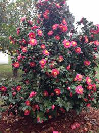 Pin On Camellia