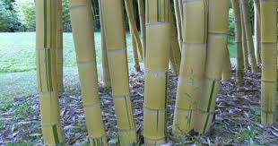 Phyllostachys Vivax Aureocaulis Bambu Jardineria