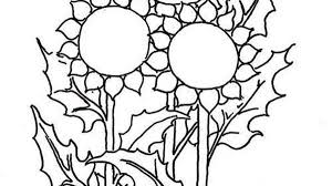 Sketsa gambar bunga hitam putih gambar sketsa hitam putih sumber : Detail Gambar Gambar Matahari Hitam Putih Untuk Diwarnai
