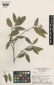Image result for Malouetia bequaertiana