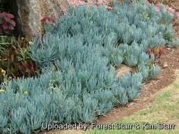 Image result for Senecio striatifolius