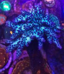 Most Colorful Corals For A Saltwater Tank2 Reef Tank Saltwater Tank Reef Aquarium