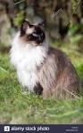 Ragdoll Kittens For Sale Countryside Ragdolls Idaho