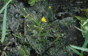 Image result for Utricularia gibba