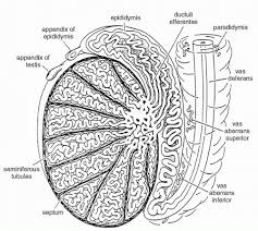 Maybe you would like to learn more about one of these? Anatomy And Pathology Of Testis Cancer Oncohema Key