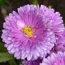 This french for flower sounds incredibly chic and elegant to the ears. Flower Names Interflora