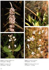Image result for Chironia laxiflora