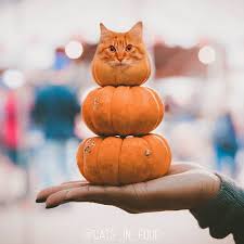 As befunky, picjoke, photofunia and other photo editing apps. Pin On Lol Cats