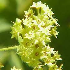 Image result for Alchemilla johnstonii