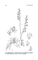 Image result for Holothrix aphylla