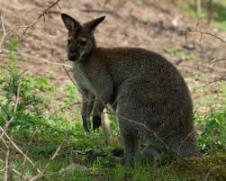 Na slovensku potřebujete dálniční známku, která se dá koupit online. Zoo Farma Novy Zeland Modrova 123ubytovanie Sk
