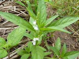 Image result for Justicia anselliana