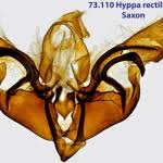 Image result for Hyppa rectilinea
