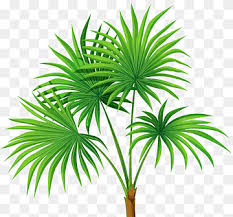 Because of this and because of its beautiful silhouette, the washingtonia robusta is. Saw Palmetto Png Images Pngwing