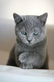Best Russian Blue Cat Personality Images Ideas Most Affectionate Cat Breed How Much A Fluffy Russian Blue Kitty Sevimli Kediler Hayvan Sevimli Kedi Yavrulari