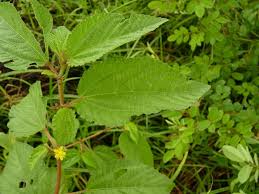 Image result for Corchorus olitorius