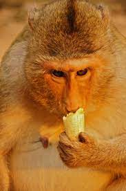 Monkey Banana Animals Beautiful Beautiful Creatures Monkey And Banana