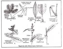 Structure Of A Typical Leaf With Diagram