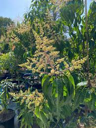 Image result for Anacardiaceae