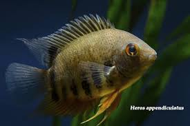 Buy the best saltwater fish shop near me. The Wet Spot Tropical Fish